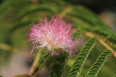Albizia julibrissin - kapinice, perská akacie - květ (2)